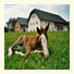 Espi-Stables Ferienhof Esterhammer