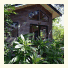 Planula Retreat