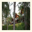 Paradise Palms Resort photo