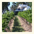 Spicers Vineyards Estate photo
