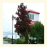 Au Bord du Fleuve / Near the River photo
