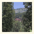 Edelweiss photo
