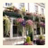 Black Swan Hotel