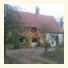 The Vines