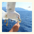 Fomithea photo