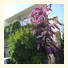 Apartments Racic photo
