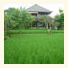 Bliss Bungalow photo