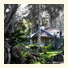 The Tall Trees photo