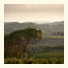 Fattoria Di Corsignano