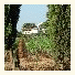 Agriturismo Tesorino photo
