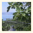 Il Caminetto Resort photo