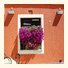 Locanda L'Ombrosa photo