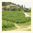 Agriturismo Gaggioli Borgo Delle Vigne