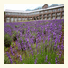 Furano Hotel photo