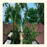 Baan Chaweng Beach Resort & Spa photo