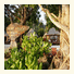 Thapwarin Resort photo