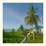 Sanibel Arms West photo