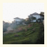 Melon Resort