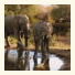 Umlani Bushcamp